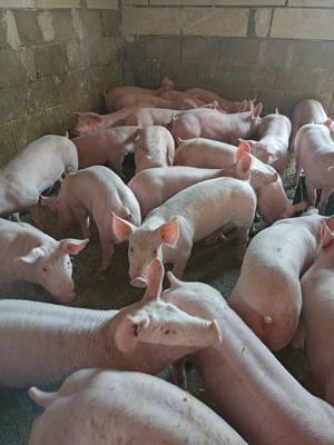 purcei de carne si mari 