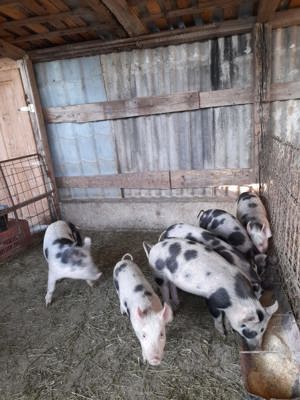 Vând purcei rasă petrean. - imagine 3 Vând purcei rasă petrean. - imagine 3