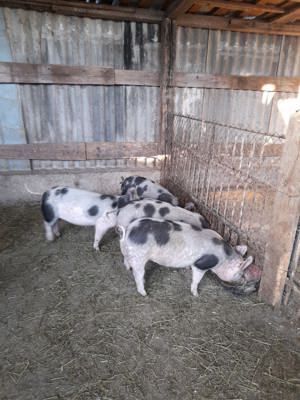 Vând purcei rasă petrean. - imagine 4 Vând purcei rasă petrean. - imagine 4