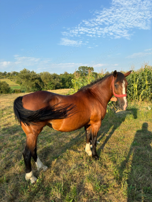 Iapa cu stea in frunte si ciorapi - imagine 2