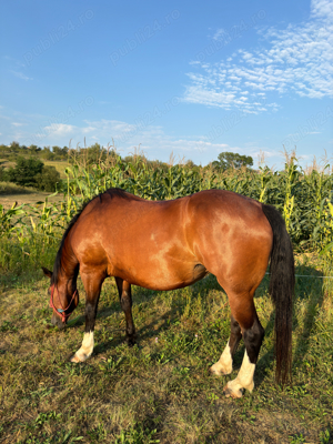 Iapa cu stea in frunte si ciorapi - imagine 3