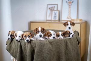 Disponibili pui Jack Russell  Terrier- companion energic ! - imagine 2