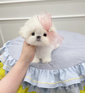 Bichon Maltez Mini Toy 