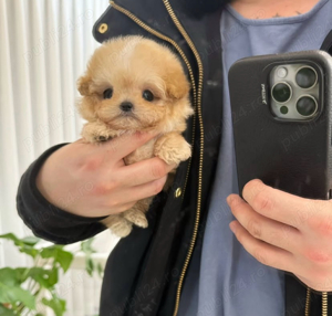 Caniche pudel maltipoo mini toy  - imagine 2