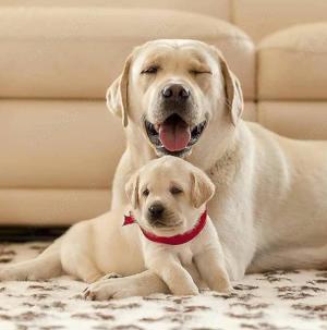 Labrador Retriever pui sănătoși pregătiți de plecare la noua familie!