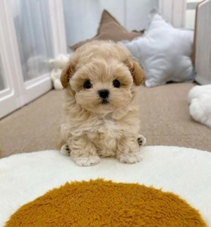 Caniche Pudel Maltipoo Mini Toy 