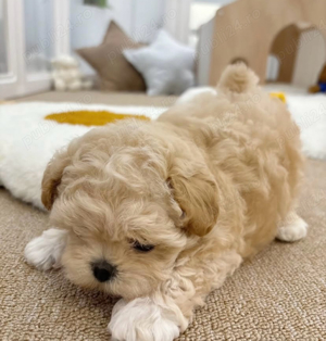 Caniche Pudel Maltipoo Mini Toy  - imagine 3