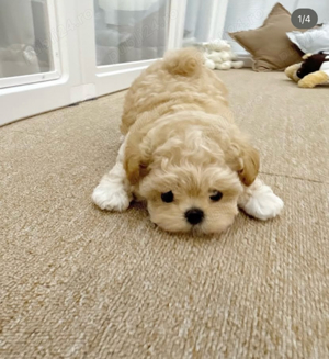 Caniche Pudel Maltipoo Mini Toy  - imagine 4