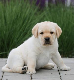 Pui Labrador Retriever-căței ideali pentru copii și familie !