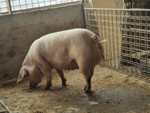 Vând porci și purcei