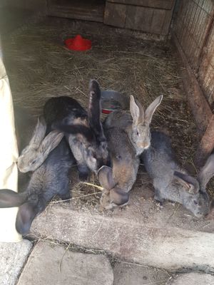 Iepuri Urias german   - imagine 2