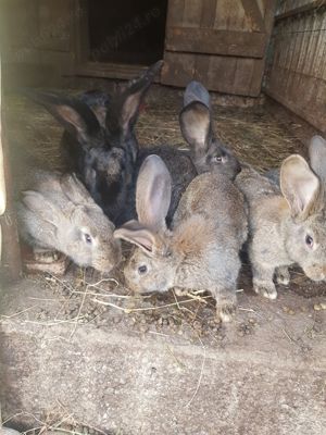 Iepuri Urias german   - imagine 3