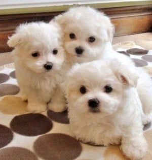 Bichon Havanez talie mica 