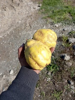 Palinca Gutui de constantinopol - imagine 2