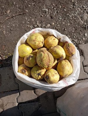 Palinca Gutui de constantinopol - imagine 3