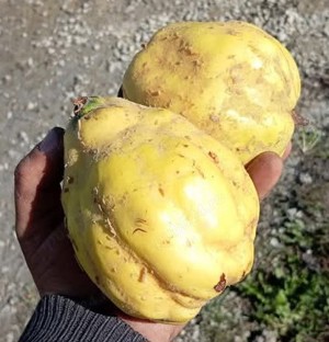 Palinca Gutui de constantinopol