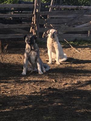 femela kangal  - imagine 4