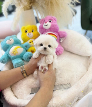Bichon Maltez Mini Toy  - imagine 3