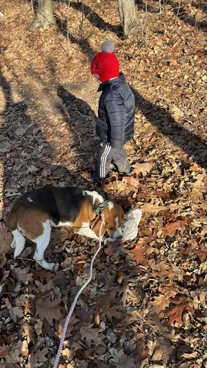 Beagle 1 an si 2 luni,  mascul - imagine 2 Beagle 1 an si 2 luni,  mascul - imagine 2