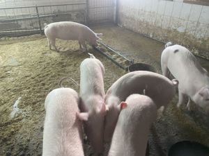 Porci grasi si scrofite monta 50-100 kg Slobozia, Arges 