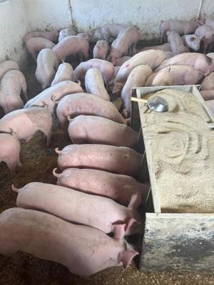 porci rasa de carne  - imagine 4