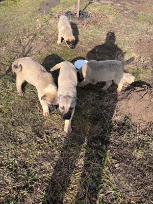  Vând Kangal turcesc ( cap de leu) rasa originală 