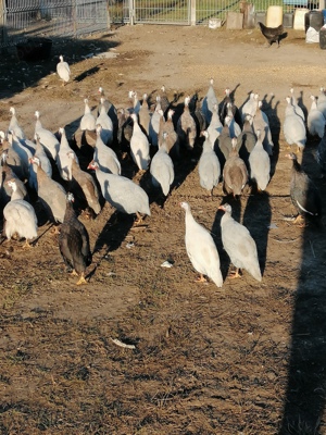 Bibilici culori rare - imagine 5