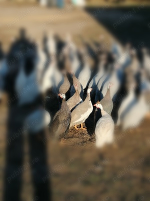 Bibilici culori rare - imagine 4