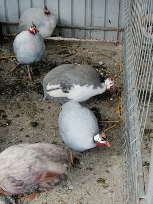 Bibilici culori rare - imagine 2