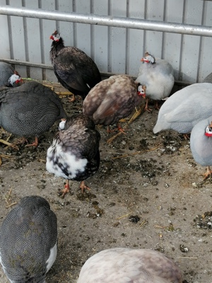 Bibilici culori rare - imagine 3