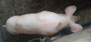 vând porci  130  140 kg  - imagine 2 vând porci  130  140 kg  - imagine 2