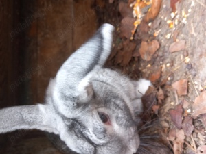 Vand iepuri maturi talie mare - imagine 3