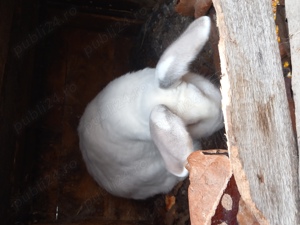 Vand iepuri maturi talie mare - imagine 4