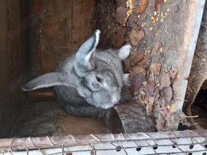 Vand iepuri maturi talie mare - imagine 2