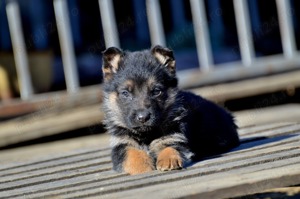 Ciobanesc German Arges