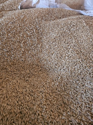 Orzoaica de toamna si orz Suellen 