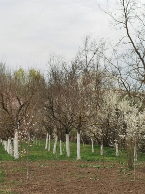 Proprietate de vanzare la 30km de Bucuresti - imagine 6