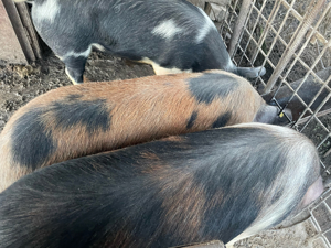 Vand Porci - imagine 3