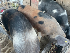 Vand Porci - imagine 2