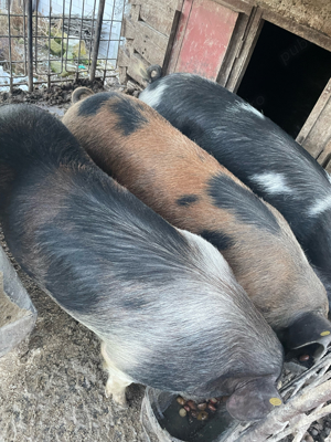 Vand Porci - imagine 4