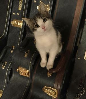 Siberiana de pădure  - imagine 2