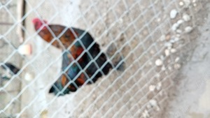 vand cocosi de casa 35 ron viu 38 taiat si curcani albi de carne