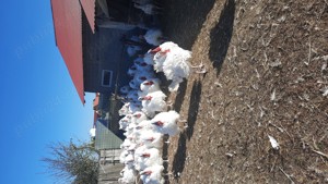 Curcani big 6 - imagine 2