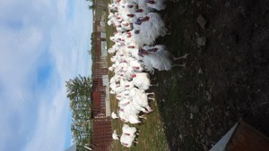 Curcani albi - imagine 2