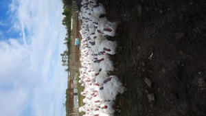 Curcani big 6 - imagine 3