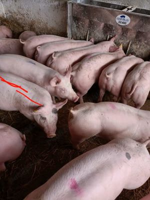 purcei frumoși  - imagine 2