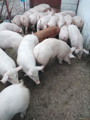 vand grasuni de carne 