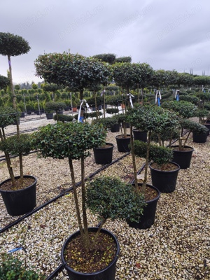 Plante ornamentale pentru grădină 