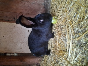 Vând, schimb tineret U.G.Galben, Uriaș de Transilvania, Fluture German, Albastru Vienez, Cap de Leu - imagine 3