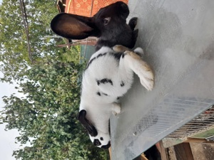 Vând, schimb tineret U.G.Galben, Uriaș de Transilvania, Fluture German, Albastru Vienez, Cap de Leu - imagine 2